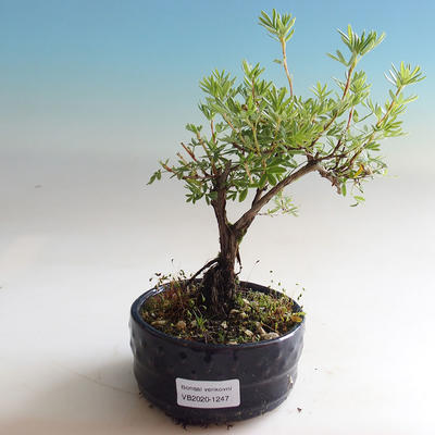 Bonsai-Cinquefoil im Freien - Dasiphora fruticosa gelb - 3