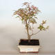 Bonsai im Freien - Acer palmatum Schmetterling - 3/3
