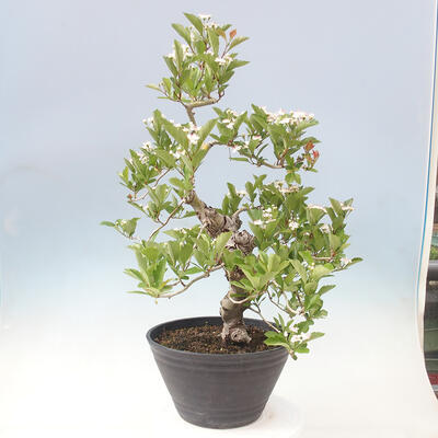 Bonsai im Freien - Weißdorn - Crataegus cuneata - 3