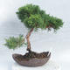 Bonsai im Freien - Juniperus chinensis - chinesischer Wacholder - 3/4