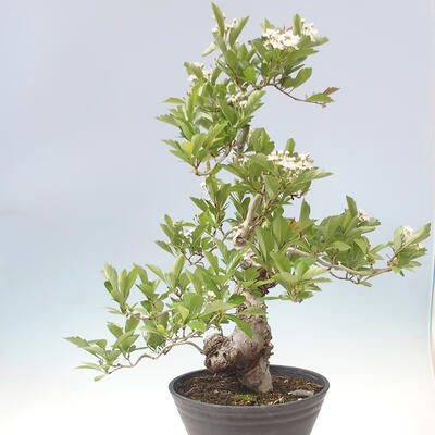 Bonsai im Freien - Weißdorn - Crataegus cuneata - 3