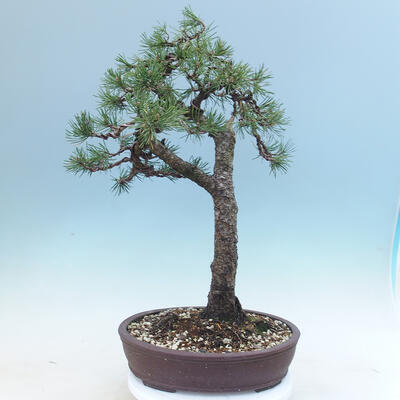 Außen Bonsai -Borovice Moor - Pinus uncinata - 3
