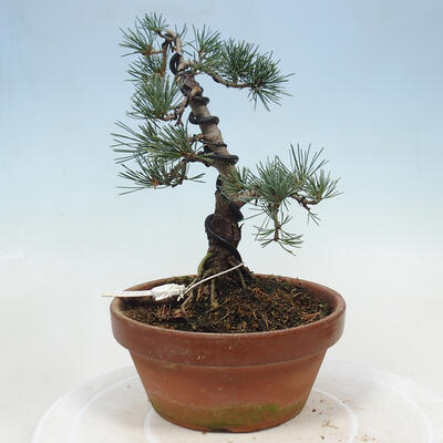 Bonsai im Freien - Pinus parviflora - kleine Kiefer - 3