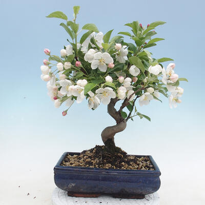 Bonsai im Freien - Malus halliana - Apfelbaum mit kleinen Früchten - 3