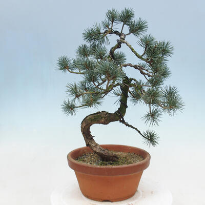Bonsai im Freien - Pinus parviflora - kleine Kiefer - 3