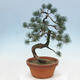 Bonsai im Freien - Pinus parviflora - kleine Kiefer - 3/4