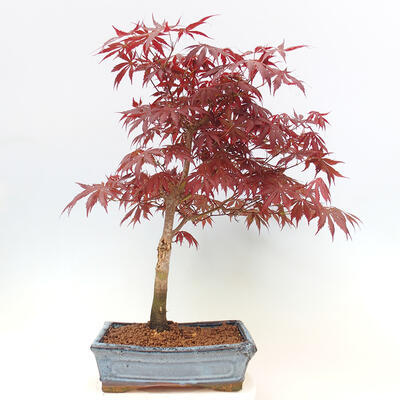 Bonsai im Freien - Acer-Palme. Atropurpureum-Palmblatt-Ahorn - 3