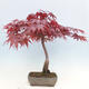 Bonsai im Freien - Acer palmatum Atropurpureum - Roter Palmahorn - 3/7