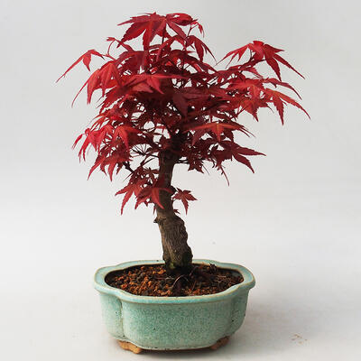 Bonsai im Freien - Maple palmatum DESHOJO - Japanischer Ahorn - 3