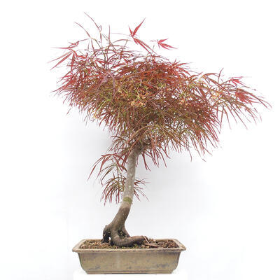 Bonsai im Freien - Acer palmatum RED PYGMY - 3