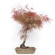 Bonsai im Freien - Acer palmatum RED PYGMY - 3/6