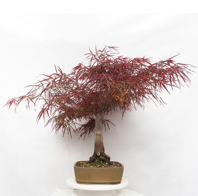Bonsai im Freien - Acer palmatum RED PYGMY - 3