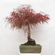 Bonsai im Freien - Acer palmatum RED PYGMY - 3/6