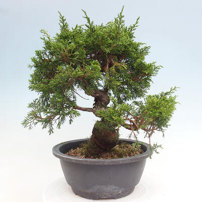 Outdoor bonsai - Juniperus chinensis Itoigawa - Chinese juniper - 3