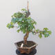 Acer campestre - Baby-Ahorn - 3/4