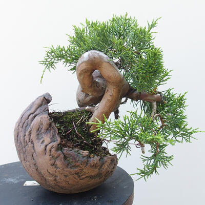 Outdoor-Bonsai - Juniperus chinensis Itoigawa - Chinesischer Wacholder - 3