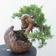 Outdoor-Bonsai - Juniperus chinensis Itoigawa - Chinesischer Wacholder - 3/4
