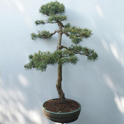 Outdoor-Bonsai - Pinus sylvestris Watereri - Waldkiefer - 3