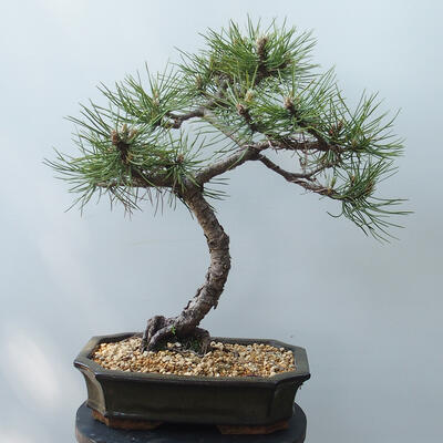 Outdoor-Bonsai - Pinus Nigra - Schwarzkiefer - 3
