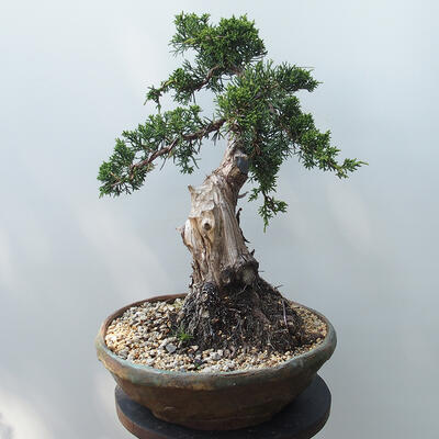 Outdoor-Bonsai - Juniperus chinensis - Chinesischer Wacholder - 3