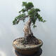 Outdoor-Bonsai - Juniperus chinensis - Chinesischer Wacholder - 3/5