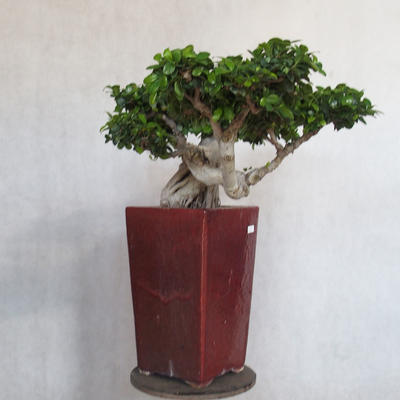 Zimmerbonsai - Ficus nitida - kleiner Ficus - 3