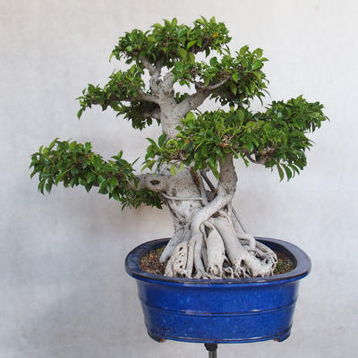 Zimmerbonsai - Ficus kimmen - kleiner Ficus - 3