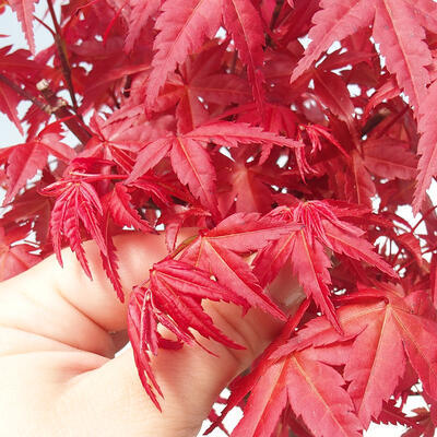 Bonsai im Freien - Ahorn - Acer palmatum DESHOJO - 3