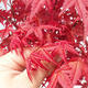 Bonsai im Freien - Ahorn - Acer palmatum DESHOJO - 3/4