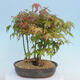 Acer palmatum - Ahorn - Hain - 3/4