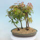Acer palmatum - Ahorn - Hain - 3/4