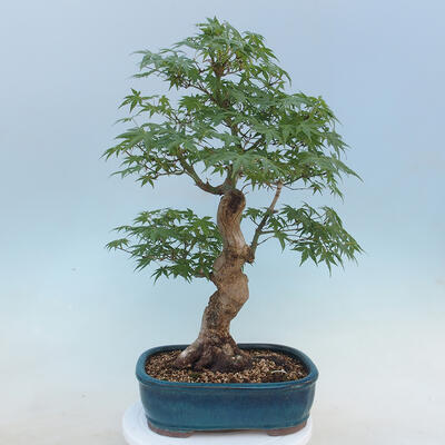 Acer palmatum - Palmahorn - 3