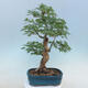 Acer palmatum - Palmahorn - 3/5