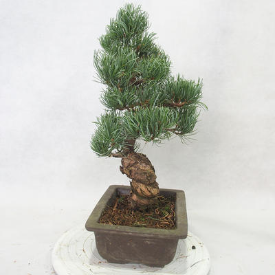 Bonsai im Freien - Pinus parviflora - kleinblumige Kiefer - 3