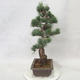 Bonsai im Freien - Pinus parviflora - kleinblumige Kiefer - 3/5