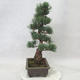 Bonsai im Freien - Pinus parviflora - kleinblumige Kiefer - 3/4