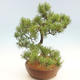 Bonsai im Freien - Pinus Mugo - kniende Kiefer - 3/4