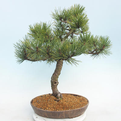 Bonsai im Freien - Pinus Mugo - kniende Kiefer - 3
