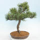 Bonsai im Freien - Pinus Mugo - kniende Kiefer - 3/5