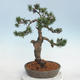 Bonsai im Freien - Pinus Mugo - kniende Kiefer - 3/5