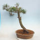 Bonsai im Freien - Pinus sylvestris - Waldkiefer - 3/5