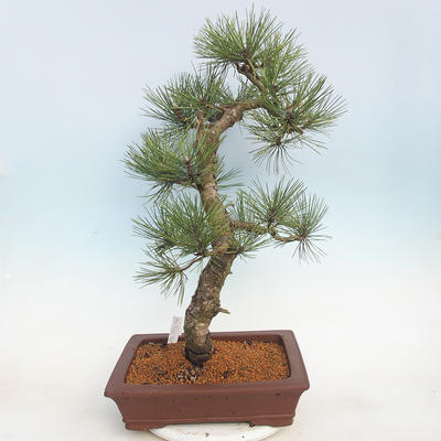 Bonsai im Freien - Pinus Nigra - Schwarzkiefer - 3