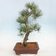 Bonsai im Freien - Pinus Nigra - Schwarzkiefer - 3/5