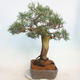 Bonsai im Freien - Juniperus chinensis - chinesischer Wacholder - 3/5