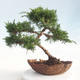 Bonsai im Freien - Juniperus chinensis - chinesischer Wacholder - 3/5