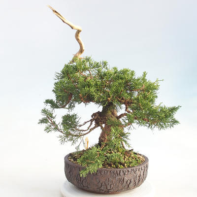 Bonsai im Freien - Juniperus chinensis Itoigawa - chinesischer Wacholder - 3