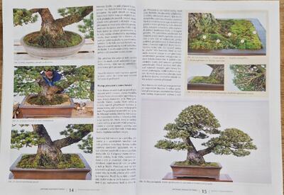 Bonsai und japanische Gärten Nr.70 - 3