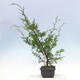 Outdoor-Bonsai - Juniperus chinensis Itoigawa-Chinesischer Wacholder - 3/4