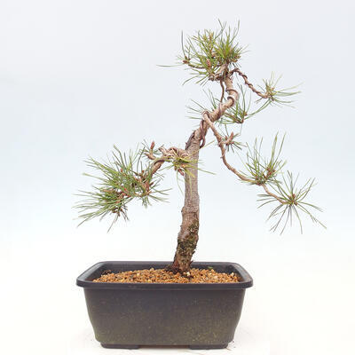 Bonsai im Freien - Pinus Sylvestris - Waldkiefer - 3
