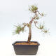 Bonsai im Freien - Pinus Sylvestris - Waldkiefer - 3/4
